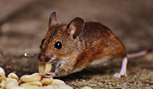 24 Hour & Emergency Exterminators in Mere Point, ME